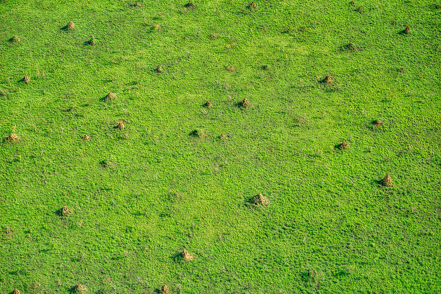 Grassland Covered With Termite Mounds Photograph by James Steinberg