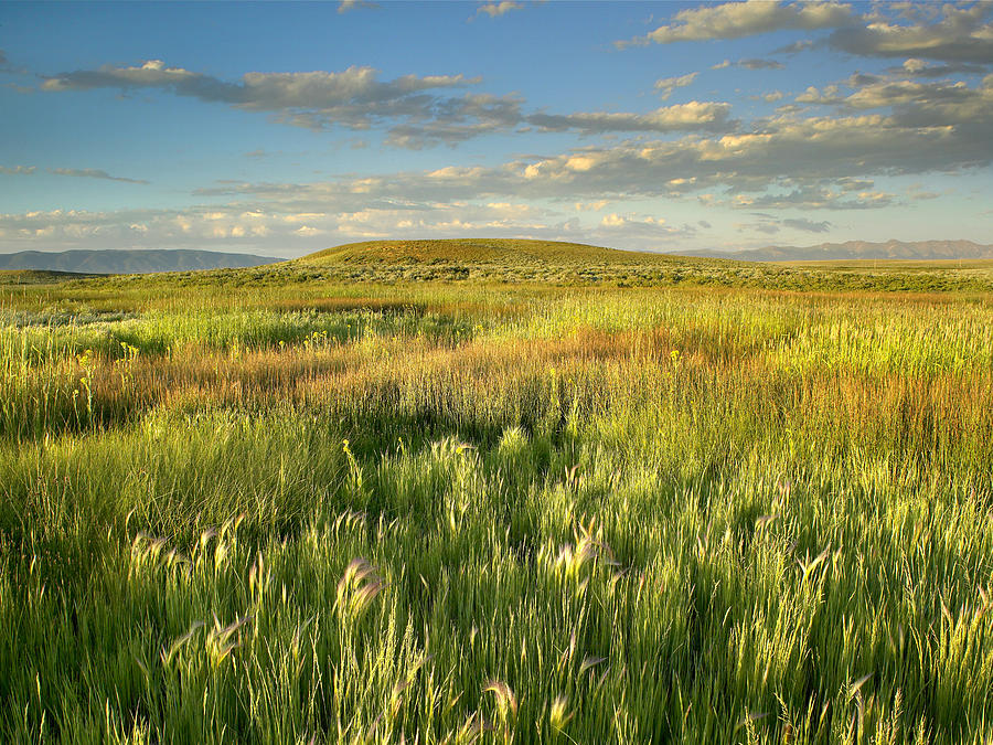 Grasslands  Arapaho NWR Photograph by Tim Fitzharris