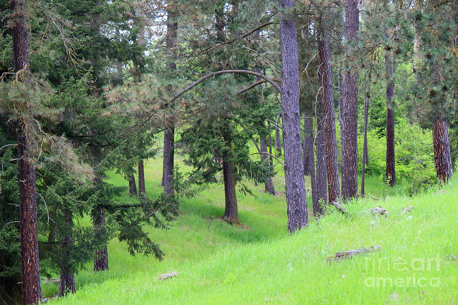 Grassy Draw Photograph by Dorothy Hall - Fine Art America