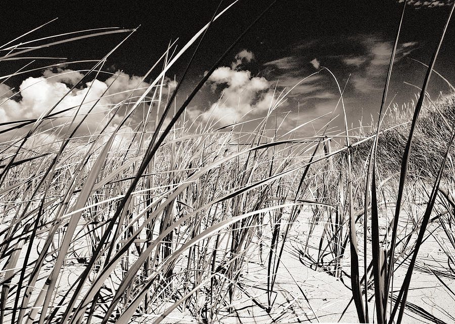 Grassy dunes Photograph by Arkady Kunysz