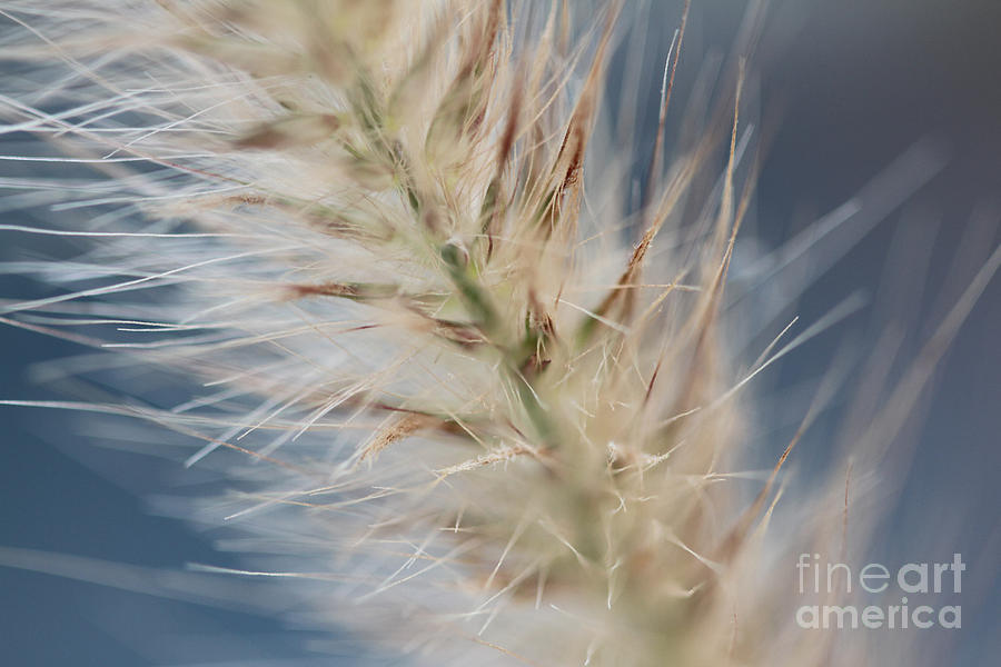 Grass Photograph - Grassy Fluff by Audreen Gieger