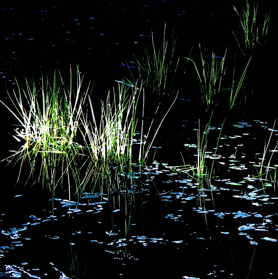 Grassy Lights Photograph by Suzy Piatt