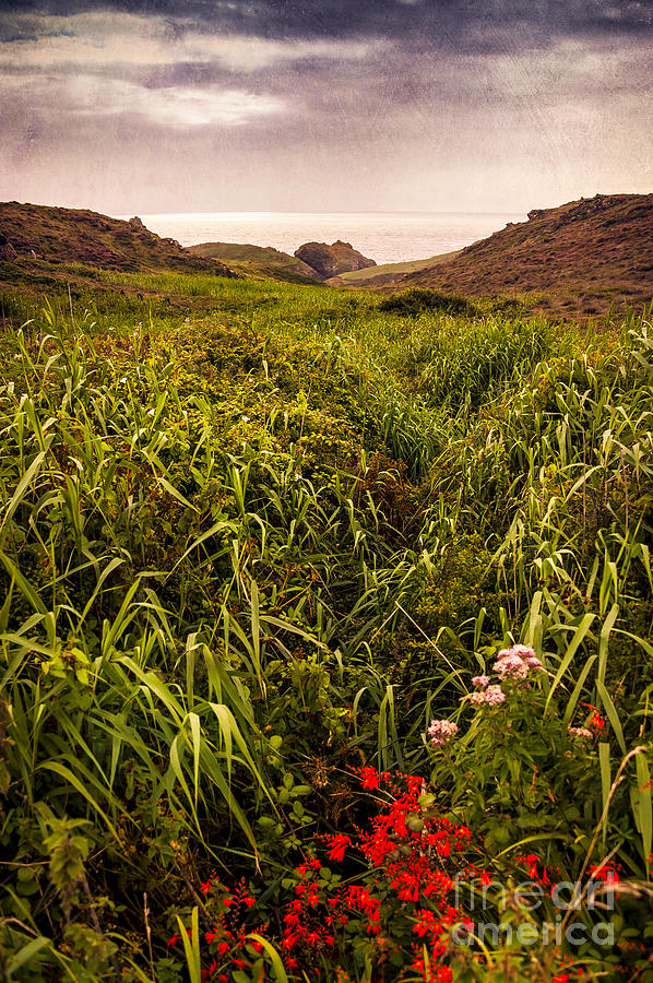 Flower Photograph - Grassy Path by Svetlana Sewell