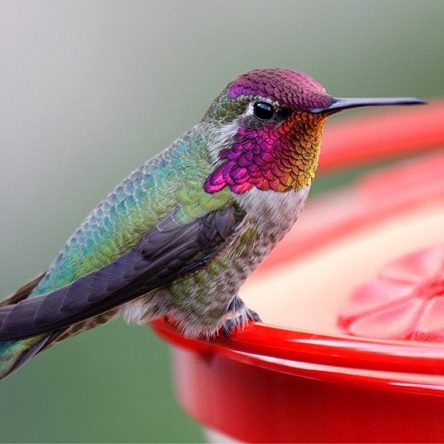 Hummingbird Photograph - Grateful For The Warm Temps Here by Patty Warwick