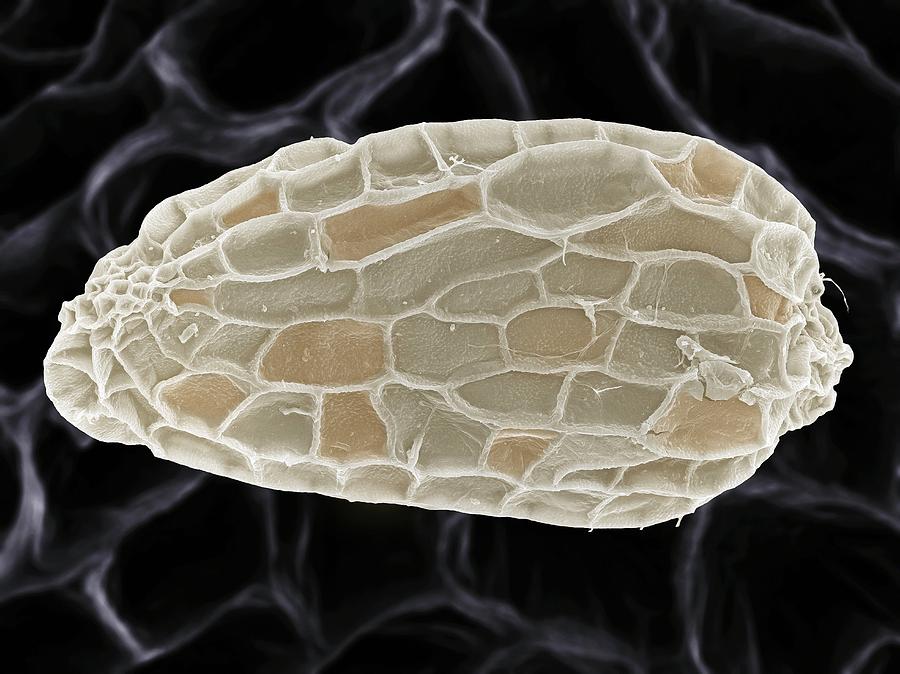 Gratiole Seed Photograph by Science Photo Library Gratiole Seed Photograph by Science Photo Library