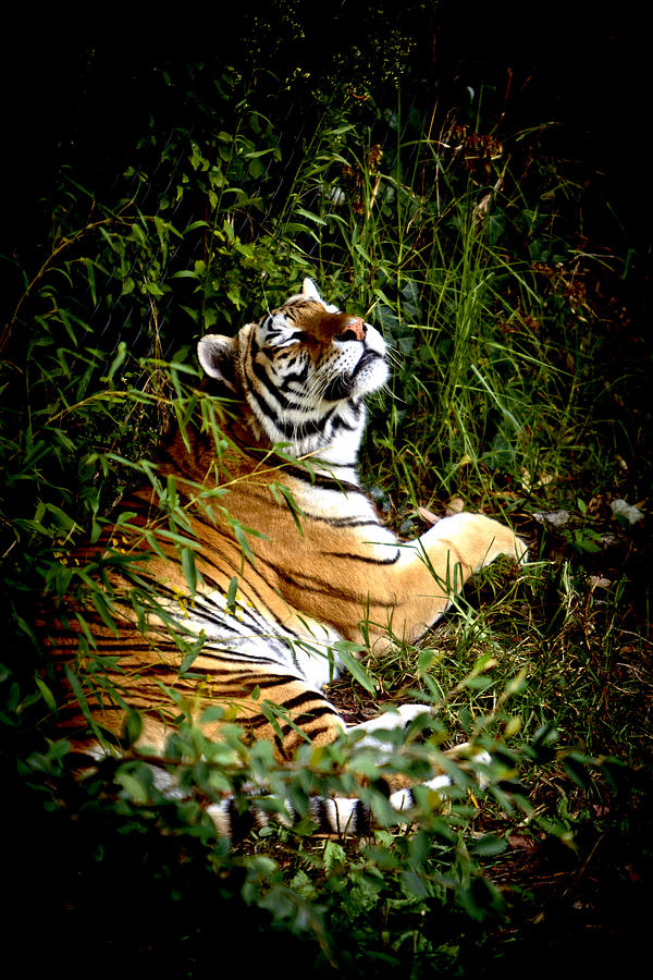 Tiger Photograph - Gratitude by Her Arts Desire