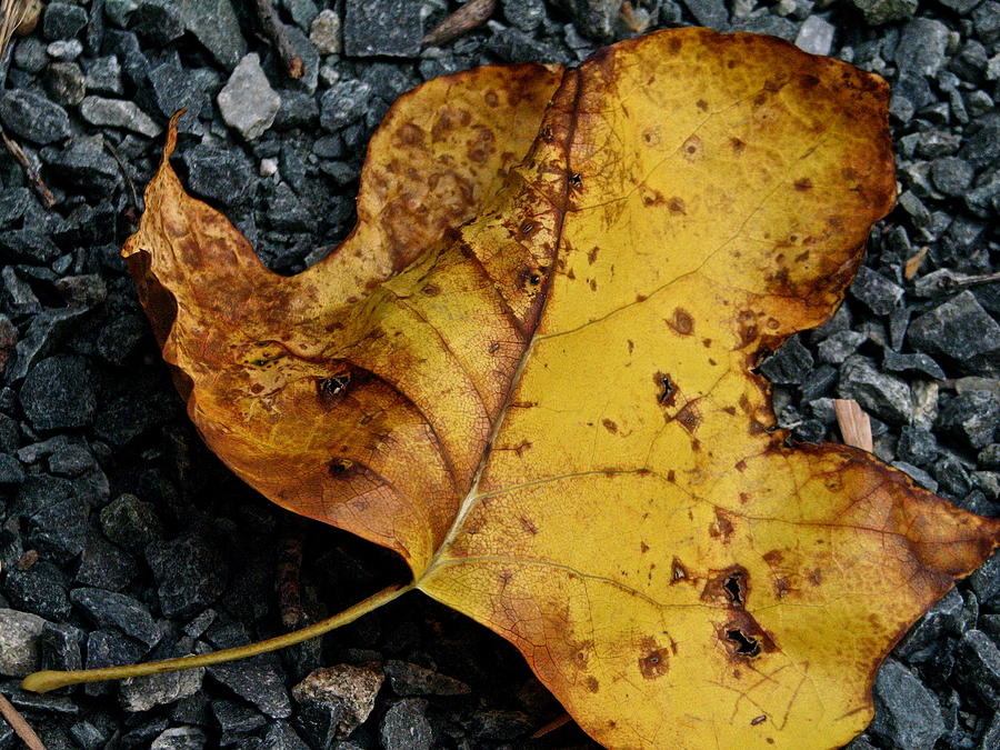 Autumn Leaf Photograph - Gravel Fire by Sandy Tolman