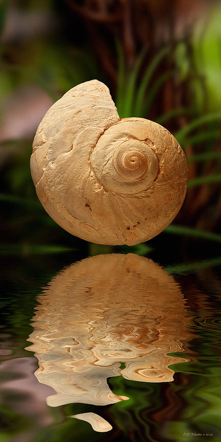 Nature Photograph - Gravity Shell by WB Johnston
