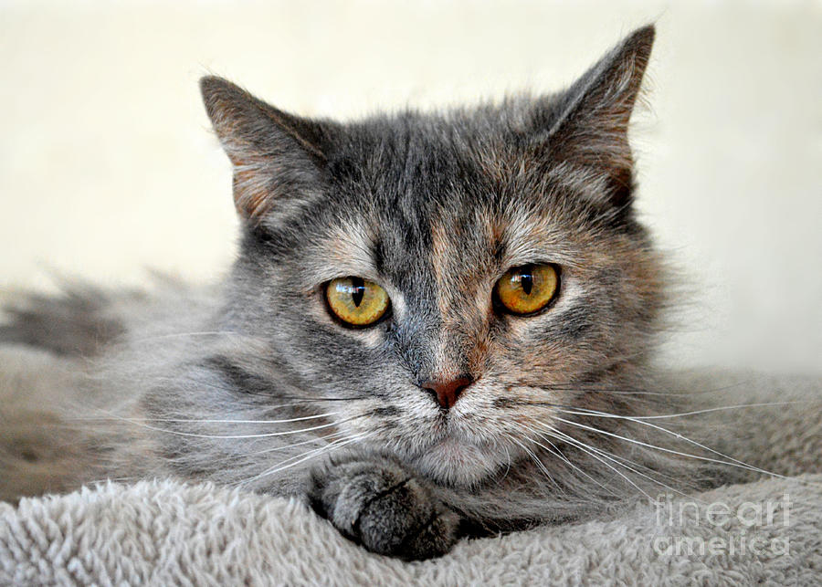 Gray and Orange Tortoiseshell Cat Thinking Photograph by Catherine Sherman