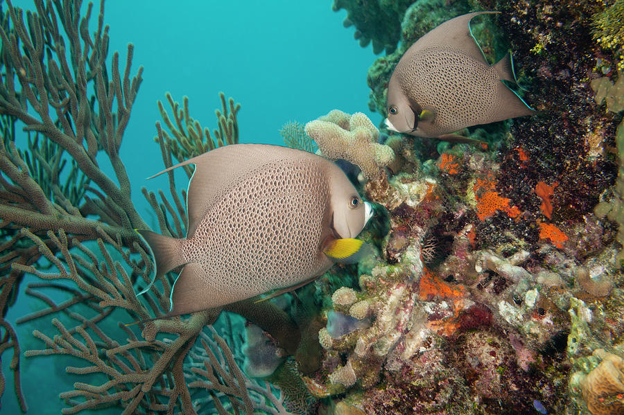 Gray Angelfish Photograph by Michele Westmorland