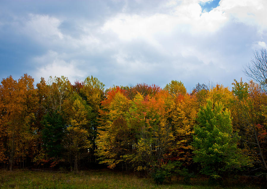 Gray Autumn Photograph By Claus Siebenhaar - Fine Art America