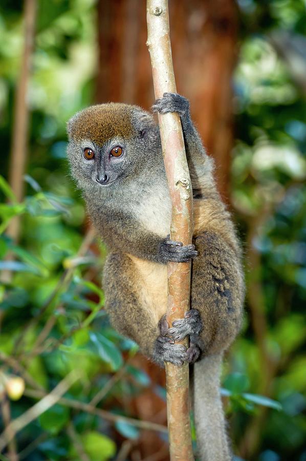 Nature Photograph - Gray Bamboo Lemur by Tony Camacho/science Photo Library