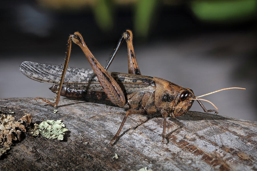 Gray Bird Grasshopper Photograph by Phil DEGGINGER - Fine Art America