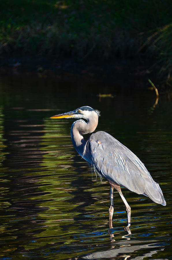 Gray Blue Heron Photograph by Oswald George Addison