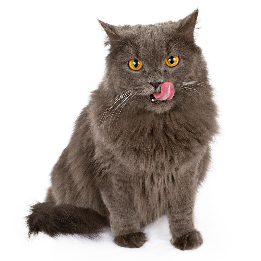 Gray cat with tongue out isolated on white Photograph by Good Focused