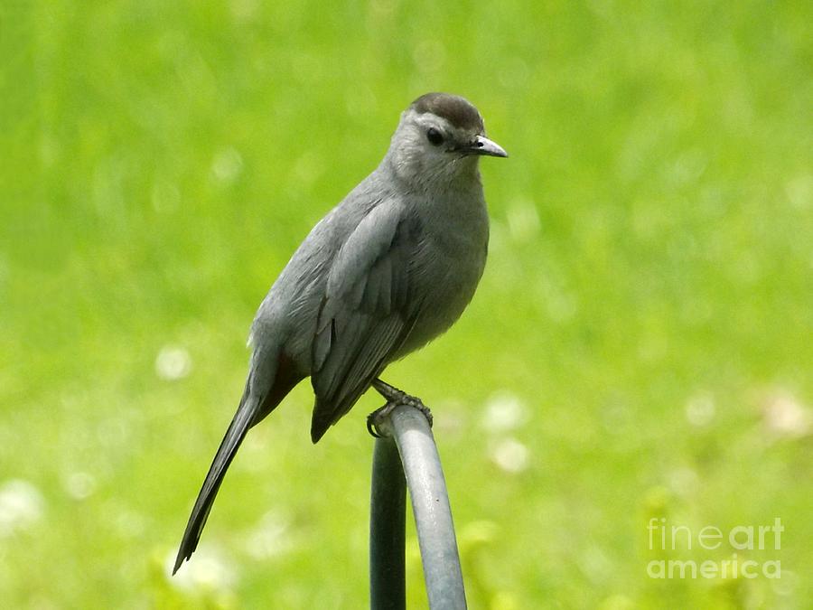 Gray Catbird Photograph by Deb Schense
