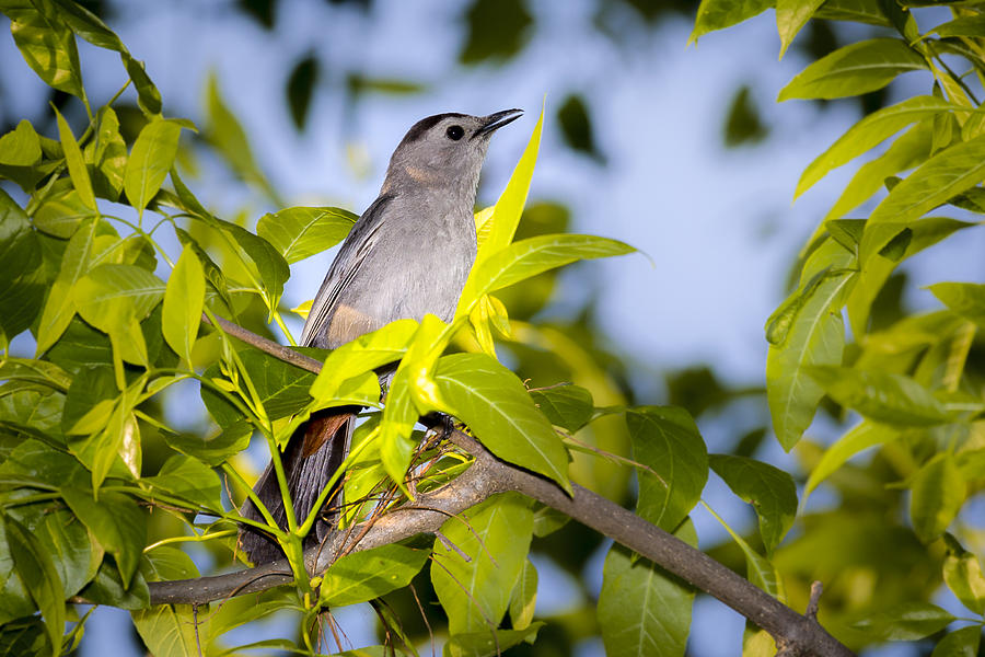 Bird Photograph - Gray Catbird by Jack R Perry