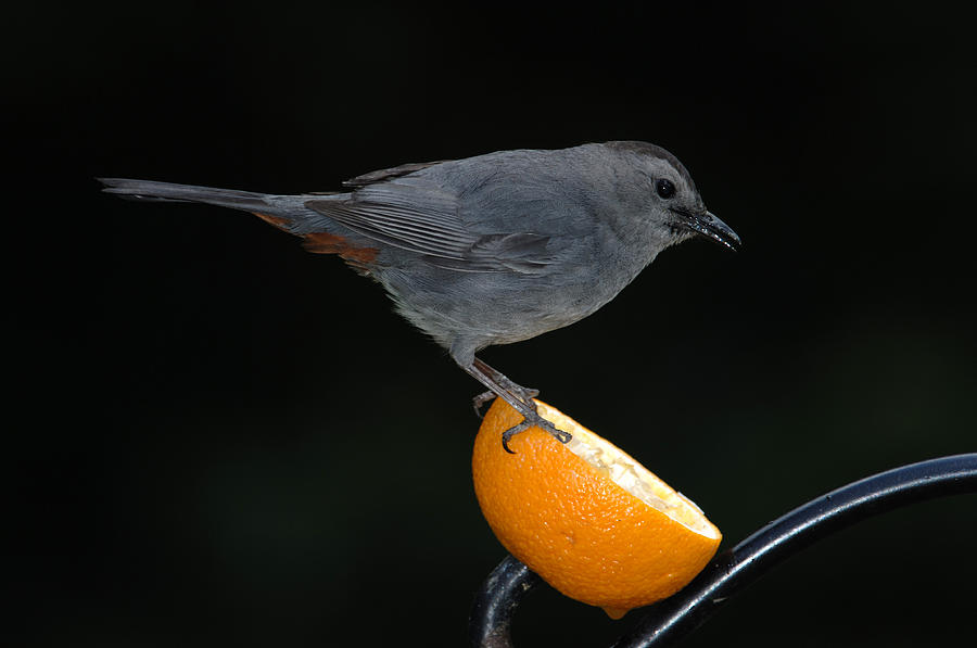 Gray Catbird Photograph by John W. Bova