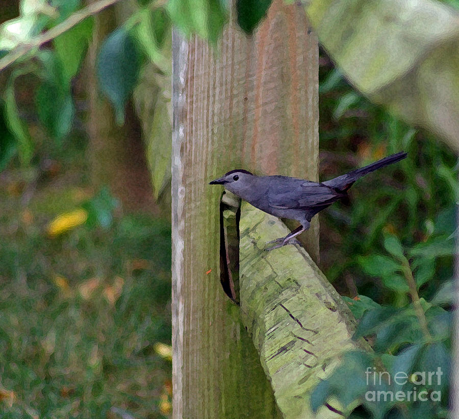 Gray Catbird  Photograph by Karen Adams