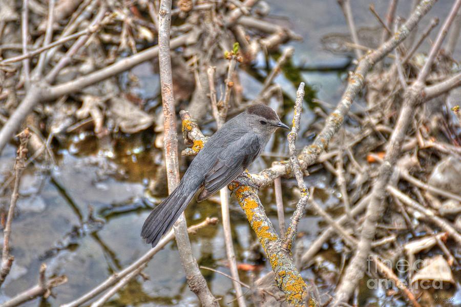 Bird Photograph - Gray Catbird by M Dale