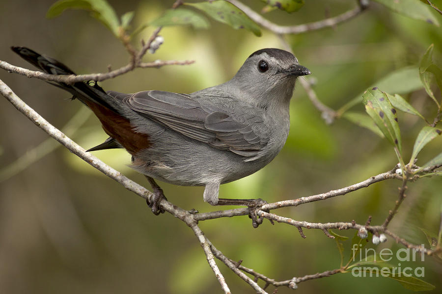 Gray Catbird Photograph by Meg Rousher
