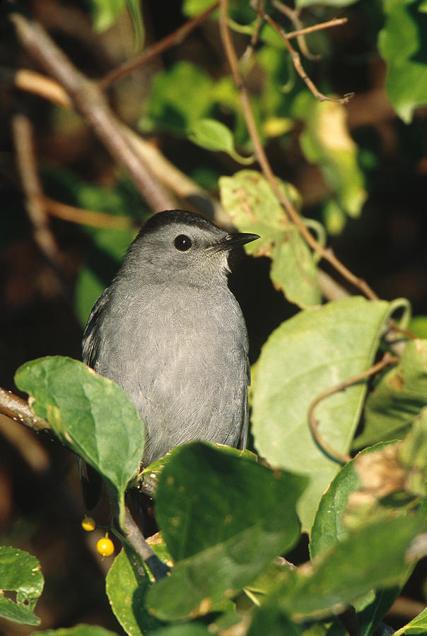 Gray Catbird Photograph by Paul J. Fusco - Fine Art America