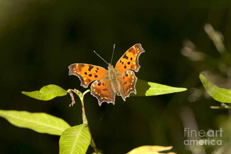 Gray Comma Butterfly Photograph by Gregory K Scott