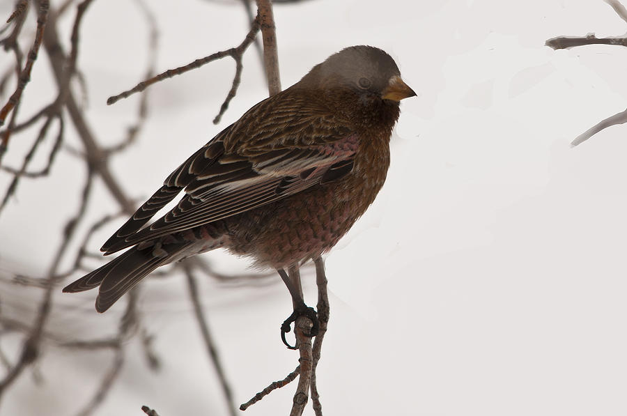 Gray-crowned Rosy Finch No 2 Photograph by Daniel Hebard