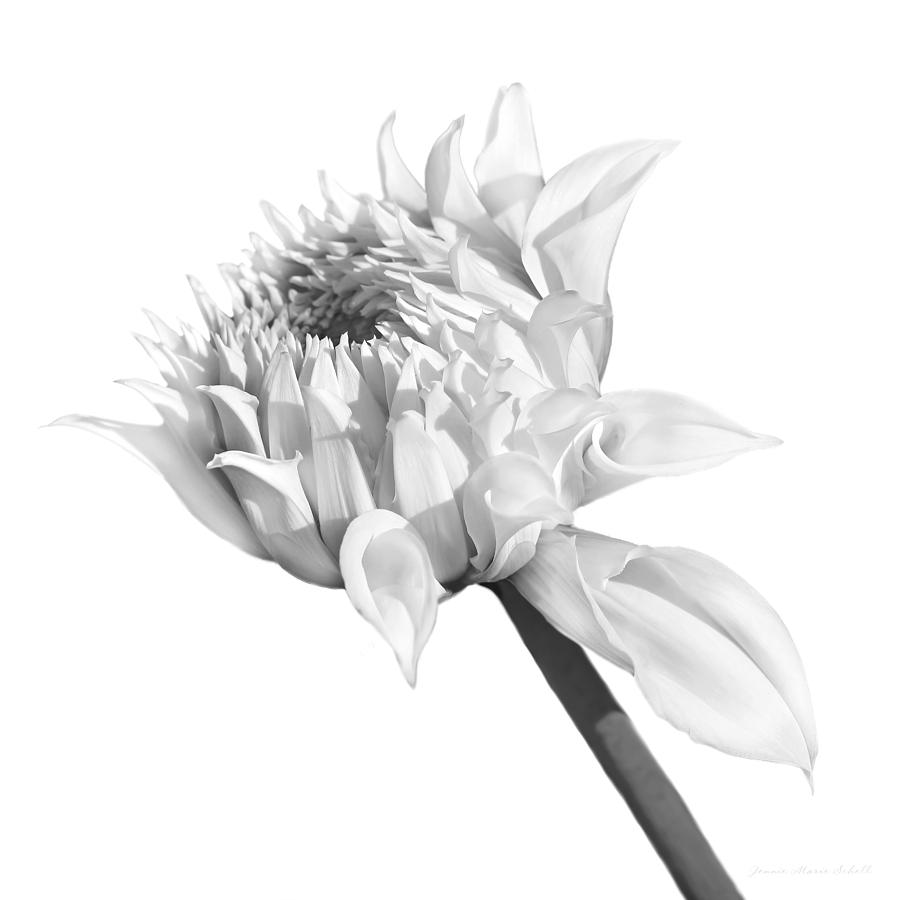Gray Dahlia Flower Blooming Monochrome Photograph by Jennie Marie Schell