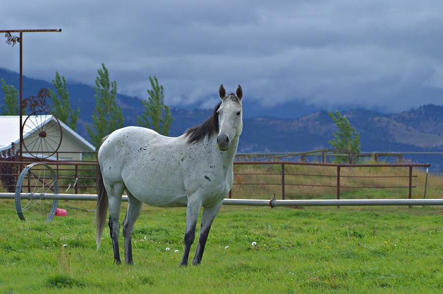 Horse Photograph - Gray Day by Tory Stephens