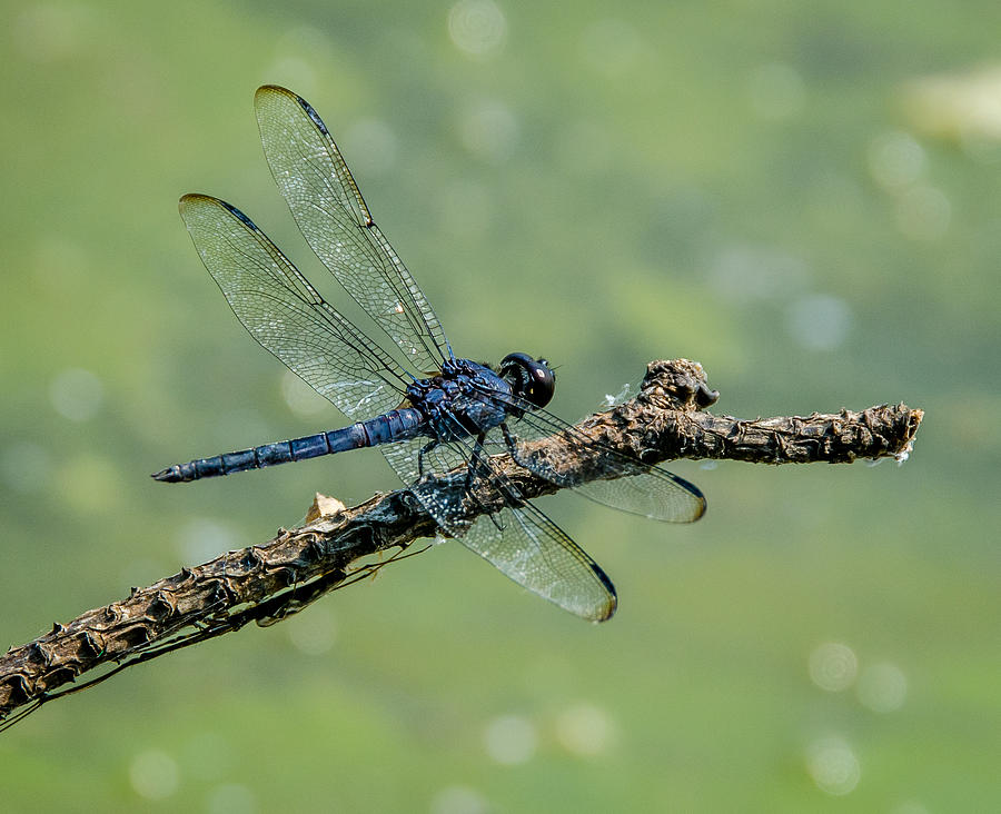 Gray Dragonfly Photograph by Don L Williams Gray Dragonfly Photograph by Don L Williams