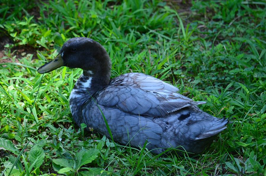 Gray Duck In The Forest Photograph By Maria Urso Fine Art America