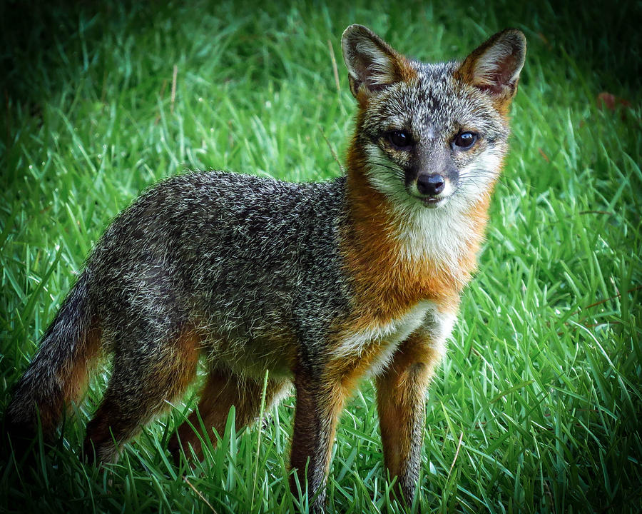 Gray Fox Photograph by Bill Niven - Fine Art America