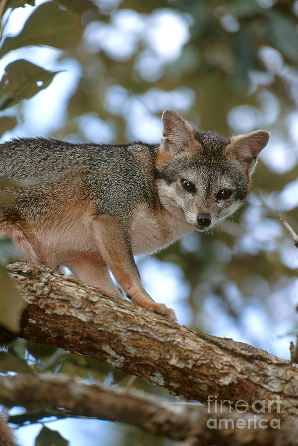 Gray Fox In A Tree Photograph by Art Wolfe