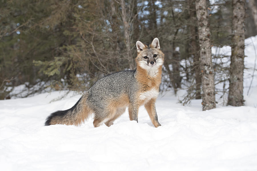 Gray Fox in Snow Photograph by Kathleen Reeder Wildlife Photography