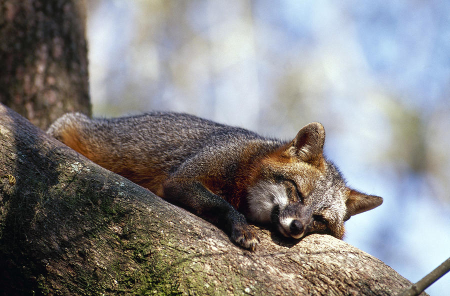 Fox Photograph - Gray Fox In Tree by Millard H. Sharp