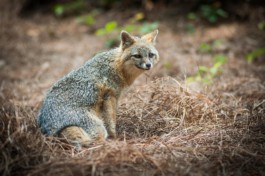 Gray Fox Photograph by Joye Ardyn Durham