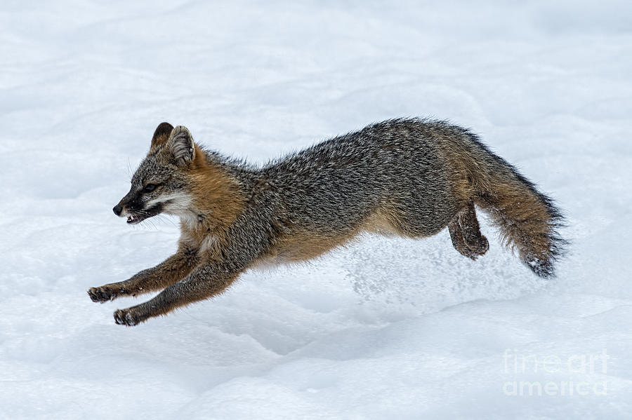 Gray fox jumping through the snow Photograph by Dan Friend