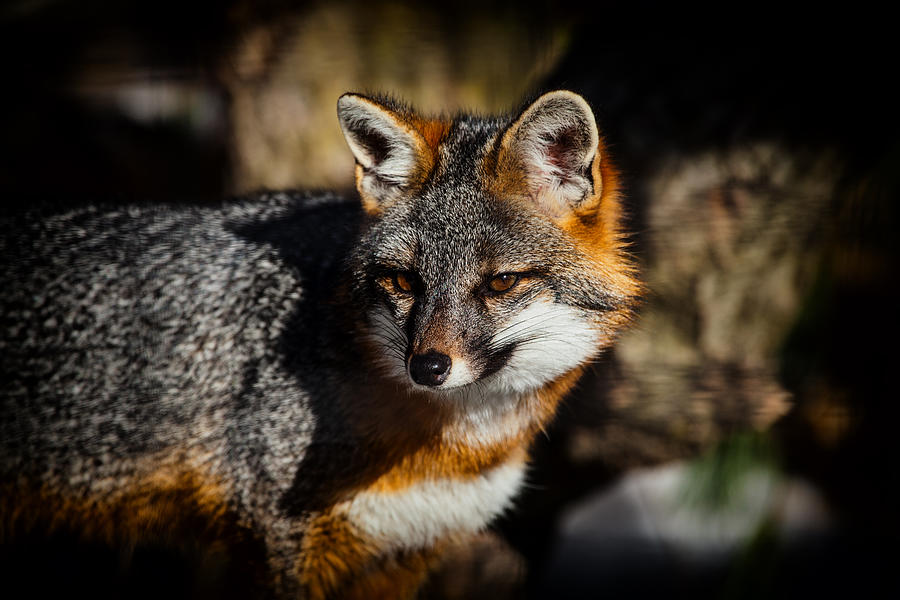 Fox Photograph - Gray Fox by Karol Livote
