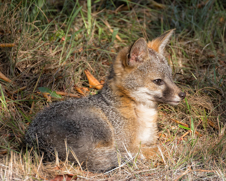 Gray Fox Kit Photograph