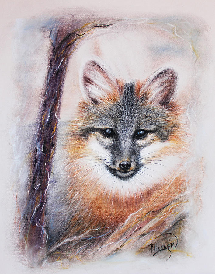 Gray Fox Drawing by Patricia Lintner