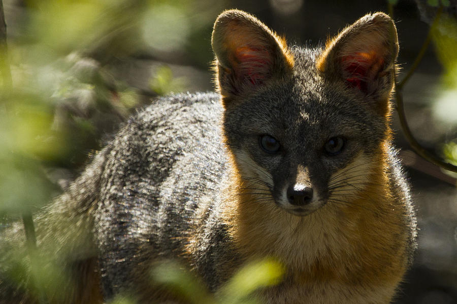 Gray Fox Portrait Photograph By Phil Johnston - Pixels