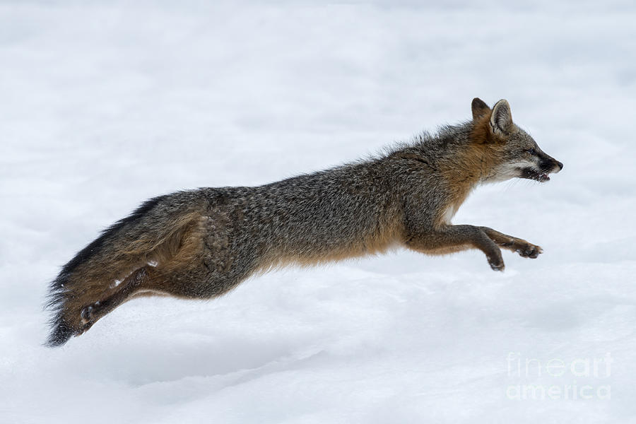 Gray fox running in the snow Photograph by Dan Friend