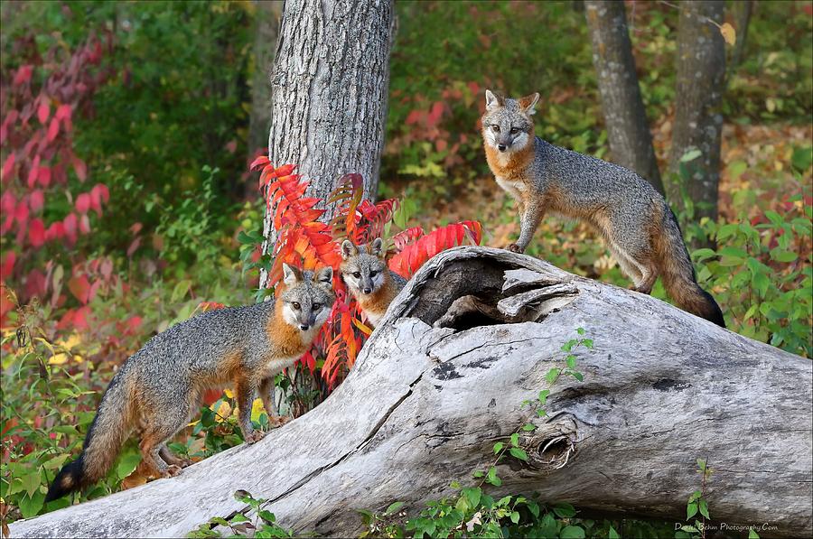 Fox Photograph - Gray Foxes by Daniel Behm