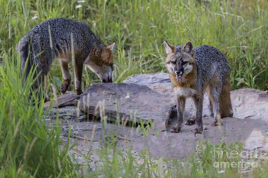 Gray Foxes Photograph by Ronald Lutz
