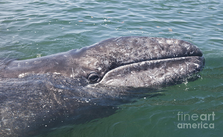 Gray / Grey Whale Eschrichtius robustus Photograph by Liz Leyden