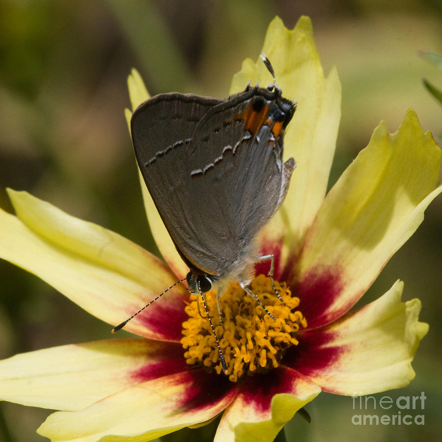 Gray Hairstreak Butterfly Photograph by Chris Scroggins