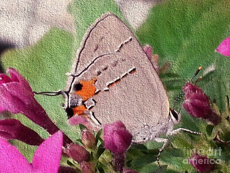 Gray Hairstreak Butterfly Photograph by Donna Brown
