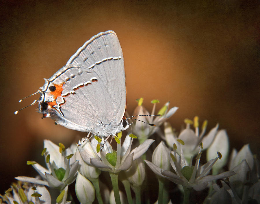 Gray Hairstreak Butterfly III Photograph by David and Carol Kelly