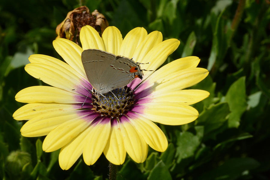 Gray Hairstreak Butterfly  Photograph by Jeanne May